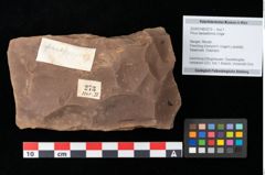 Foto (Objekt + Etikett) von Pinus taedaeformis Unger (NHMW-GEO-2024-0188-0273)
